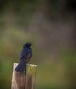 Willie Wagtail perched on a fence post Royalty Free Stock Photo