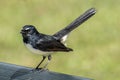 Willie wagtail (Rhipidura leucophrys) perched on a park bench in Brisbane, Australia