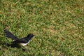 Willie Wagtail small bird