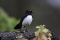 Willie Wagtail & x28;Rhipidura leucophrys& x29; Queensland Australia