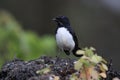 Willie Wagtail & x28;Rhipidura leucophrys& x29; Queensland Australia