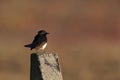 Willie Wagtail & x28;Rhipidura leucophrys& x29; Queensland Australia