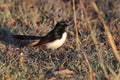 Willie Wagtail & x28;Rhipidura leucophrys& x29; Queensland Australia