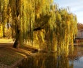 Willow autumn season.