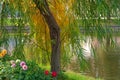 Willow with autumn yellow-orange leaves and a flower garden with colorful dahlias on the bank of a city pond on a sunny autumn day Royalty Free Stock Photo