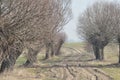 Willow Avenue. Headed willow as landscape. Meadow