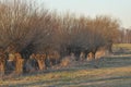 Willow Avenue. Headed willow as landscape. Meadow