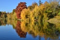 Willow and bald cypress trees reflected in water Royalty Free Stock Photo