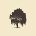 Willow or Birch, hand drawn silhouette. Vector sketch of deciduous tree. Royalty Free Stock Photo