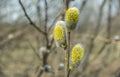 Willow bloom in early spring Royalty Free Stock Photo
