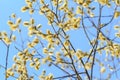 Willow in bloom