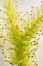 Willow bloom Royalty Free Stock Photo