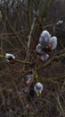 Willow bloom with rain drops Royalty Free Stock Photo