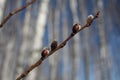 Willow blossoms in the forest tree Bud on a branch with the rudiment of young leaves in the spring on the Orthodox holiday Easter Royalty Free Stock Photo