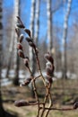 Willow blossoms in the forest tree Bud on a branch with the rudiment of young leaves in the spring on the Orthodox holiday Easter Royalty Free Stock Photo