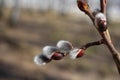 Willow blossoms in the forest tree Bud on a branch with the rudiment of young leaves in the spring on the Orthodox holiday Easter Royalty Free Stock Photo