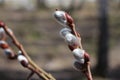 Willow blossoms in the forest tree Bud on a branch with the rudiment of young leaves in the spring on the Orthodox holiday Easter Royalty Free Stock Photo