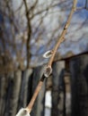 Willow blossoms its buds in the spring