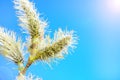 Willow branch against the blue sky Royalty Free Stock Photo