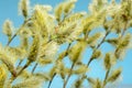 Willow branch against the blue sky Royalty Free Stock Photo