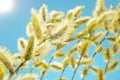 Willow branch against the blue sky Royalty Free Stock Photo