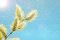 Willow branch against the blue sky Royalty Free Stock Photo