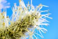 Willow branch against the blue sky Royalty Free Stock Photo