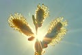 Willow branch against the blue sky. Hot spring sun on a sunny day. The sun shines through branches trees Royalty Free Stock Photo