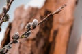 Willow branch on the background of trees and various branches. Brunch of the blossoming pussywillow on early spring