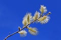 Willow branch Royalty Free Stock Photo