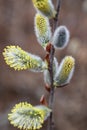 Willow branch with catkins in early spring Royalty Free Stock Photo