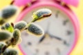 Willow branch with catkins near the clock, spring time Royalty Free Stock Photo