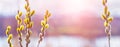 Willow branch with catkins near  river on a blurred light backgroundin the sunlight at sunset. Easter card Royalty Free Stock Photo