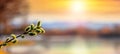 Willow branch with catkins near the  river during sunset on a blurred light background. Easter background Royalty Free Stock Photo