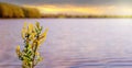 Willow branch with catkins near the river during sunset Royalty Free Stock Photo