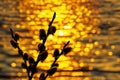 Willow branch with catkins, silhouette, on the background of the river at sunset Royalty Free Stock Photo