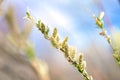 Willow branch close up, easter backround. Selective focus. Royalty Free Stock Photo