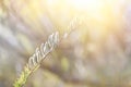 Willow branch close up, easter backround. Selective focus. Royalty Free Stock Photo