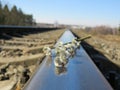 Willow branch on the rails of the railway