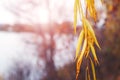 Willow branch with colorful autumn leaves by the river. A willow branch hangs over the water Royalty Free Stock Photo