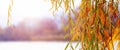 Willow branch with colorful autumn leaves by the river. A willow branch hangs over the water Royalty Free Stock Photo