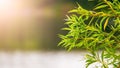 Willow branch with delicate green leaves by the river in the morning light Royalty Free Stock Photo