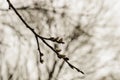Willow branch in the drops of the spring rain. Royalty Free Stock Photo