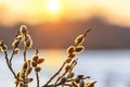 Willow branch with fluffy catkins near the river at sunset with blurred background Royalty Free Stock Photo