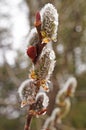 Willow branch with fluffy white-pink flowers with dew drops Royalty Free Stock Photo