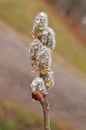 Willow branch with fluffy white-pink flowers with dew drops Royalty Free Stock Photo