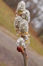 Willow branch with fluffy white-pink flowers with dew drops Royalty Free Stock Photo