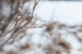 Willow branch frozen at winter