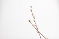 Willow branch with furry willow-catkins isolate on a lighte background. Spring concept, Palm Sunday concept