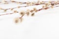 Willow branch with furry willow-catkins isolate on a lighte background. Spring concept, Palm Sunday concept